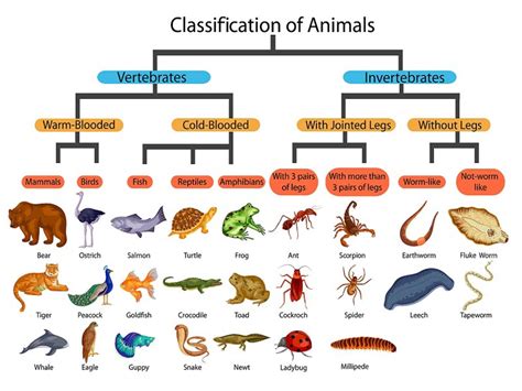 What can 90 %- 95 of all animals on Earth be classified as?
